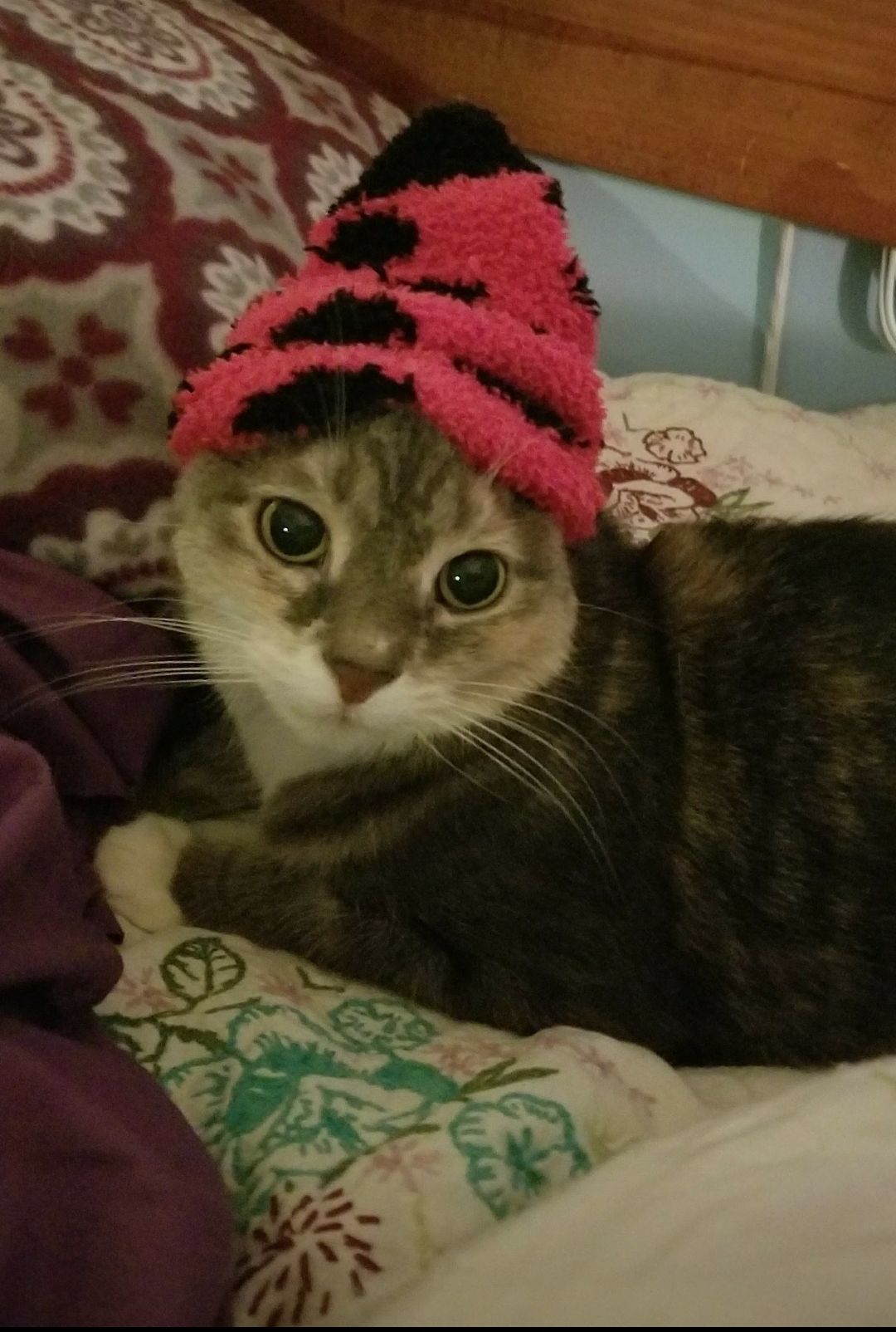The Times Cutest Pets of Winter 2018